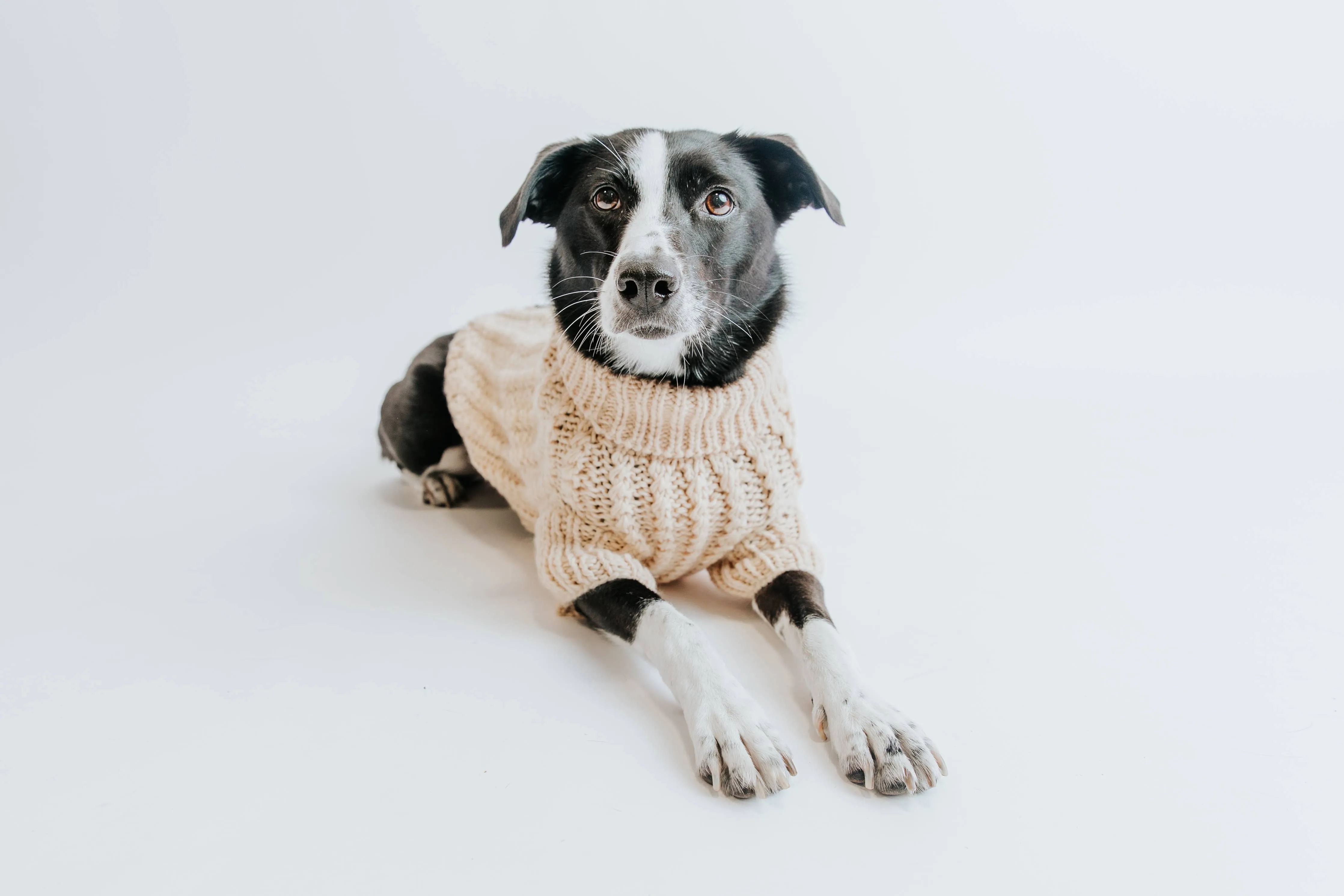 Sassy Woof Dog Cable Knit Sweater Lavender | Cozy Pet Sweater | Knit Dog Sweater